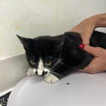 Thumbnail photo of Bindi #2