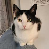 Thumbnail photo of Orca #1