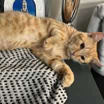 Thumbnail photo of Lynx #2