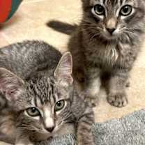 Thumbnail photo of Oliver #3