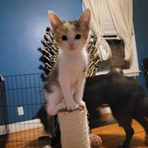 adopt a pet