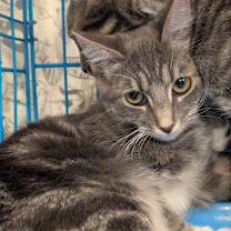 Thumbnail photo of Callan #2