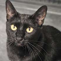 Thumbnail photo of Midnight 4876 #2