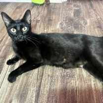 Thumbnail photo of Midnight 4876 #4