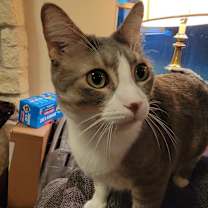 Thumbnail photo of Skipper #4