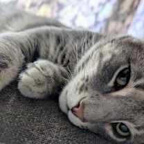 Thumbnail photo of Randolph #3