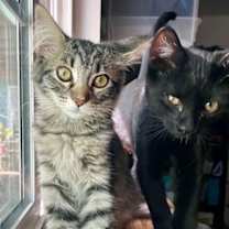 Thumbnail photo of AMY #1