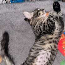 Thumbnail photo of AMY #2