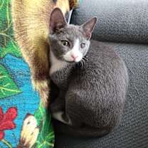 adopt a pet