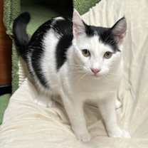 Thumbnail photo of Kobuk #4