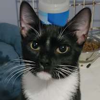 Thumbnail photo of Mischief #1