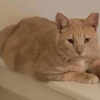 Thumbnail photo of Starburst #3