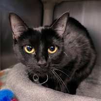 Thumbnail photo of Khaleesi #1