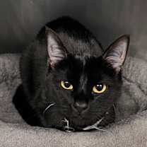 Thumbnail photo of Khaleesi #2