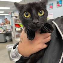 Thumbnail photo of Khaleesi #3