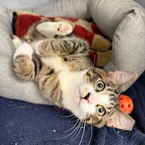 Thumbnail photo of Jaxson #1