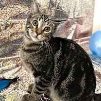 Thumbnail photo of Miss Walnut ⭐️PROMOTION⭐️ Tree Litter #2