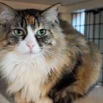 Thumbnail photo of Heidi (and Moose) #1