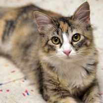 Thumbnail photo of Heidi (and Moose) #2