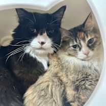 Thumbnail photo of Heidi (and Moose) #3