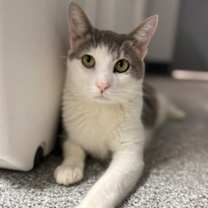 Thumbnail photo of Micho #2