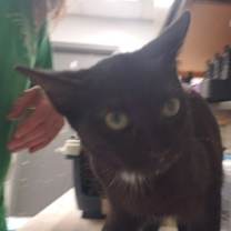 Thumbnail photo of Squeak Box #2