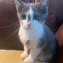 Thumbnail photo of Montana #1