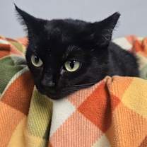 Thumbnail photo of Tootsie Roll #2