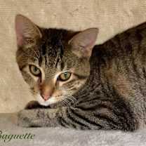 Thumbnail photo of Baguette #1