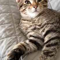 Thumbnail photo of Baguette #2