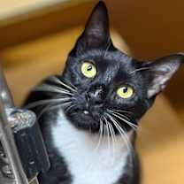 Thumbnail photo of Fleury and Little Owl #2