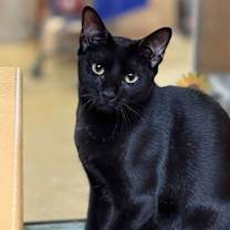 Thumbnail photo of Fleury and Little Owl #3