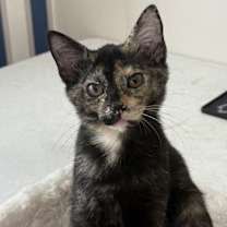 Thumbnail photo of ChaCha #2