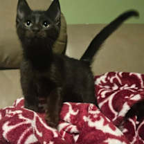 Thumbnail photo of Bates #1