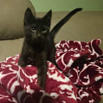 Thumbnail photo of Bates #3