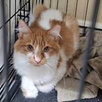 Thumbnail photo of Roscoe #1