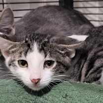 Thumbnail photo of Natalie (Bonded with Nick) #2