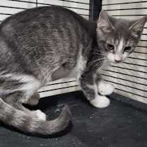 Thumbnail photo of Natalie (Bonded with Nick) #3