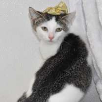 Thumbnail photo of Pippi #3