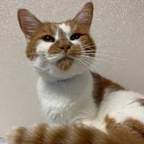 Thumbnail photo of Twinkie #2