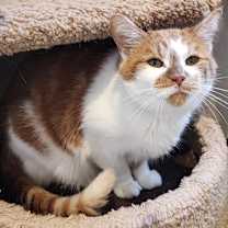 Thumbnail photo of Twinkie #3