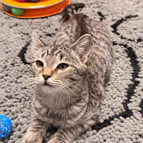 Thumbnail photo of Perry #1