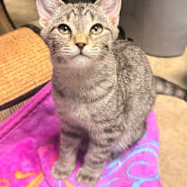 Thumbnail photo of Perry #3