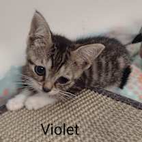 Thumbnail photo of Violet #2