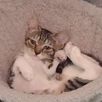 Thumbnail photo of Violet #3