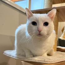 Thumbnail photo of Minion #4