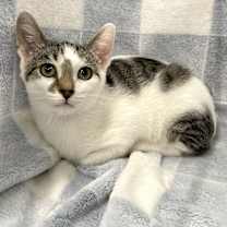 Thumbnail photo of Lucky #2