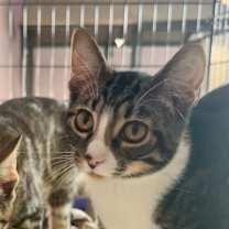 Thumbnail photo of Peter Picasso #2