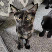 Thumbnail photo of Collett #1