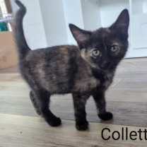 Thumbnail photo of Collett #4